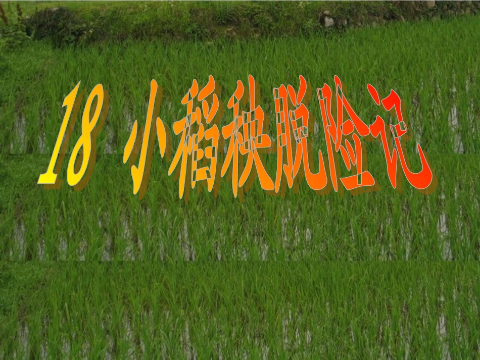 小稻秧脱险记 (2)_第1页