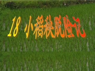 小稻秧脱险记 (2)