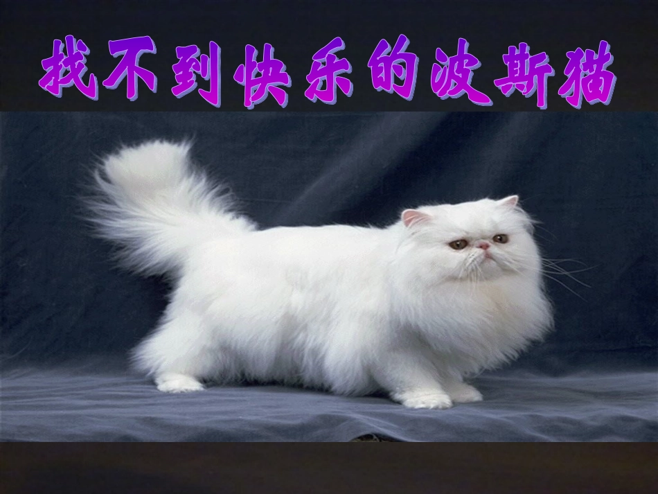 马桂花《找不到快乐的波斯猫》_第2页
