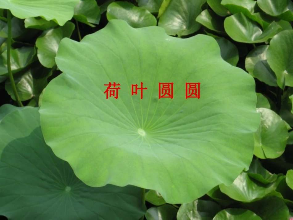 人教版一年级下册语文《荷叶圆圆》PPT课件 (2)_第1页