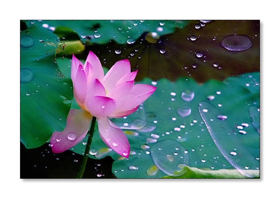 人教版一年级下册语文《荷叶圆圆》PPT课件 (2)_第3页