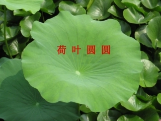 人教版一年级下册语文《荷叶圆圆》PPT课件 (2)