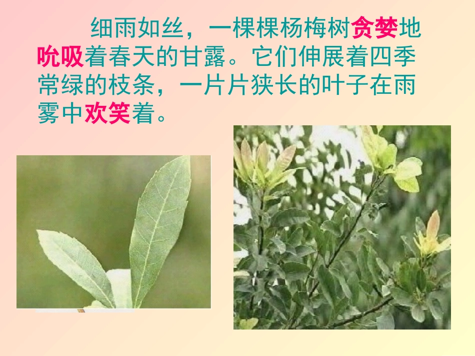 我爱故乡的杨梅_第3页