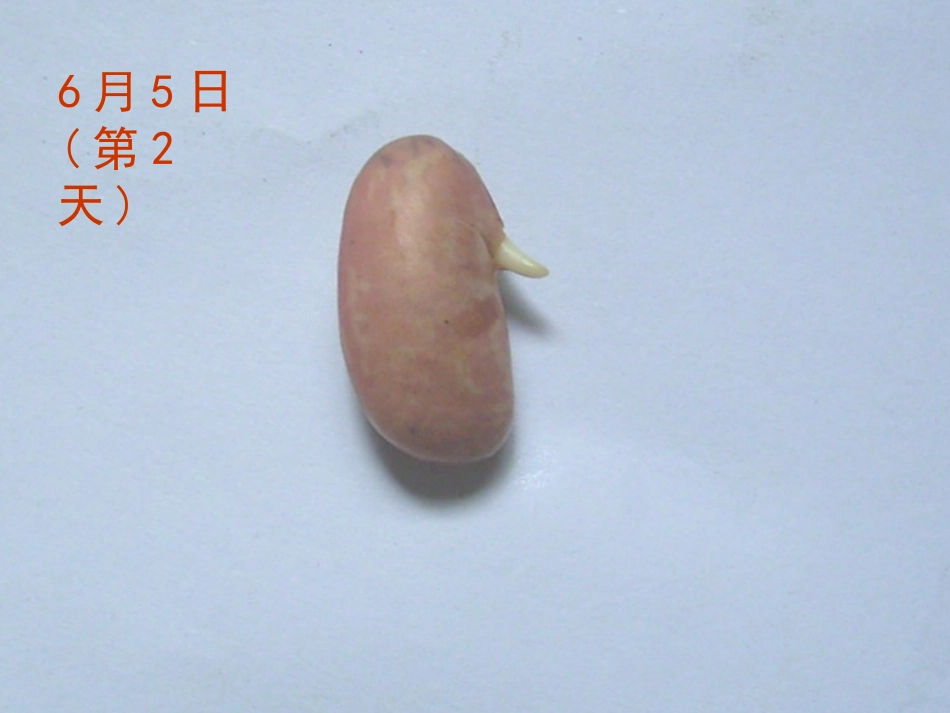 菜豆种子的萌发过程_第2页