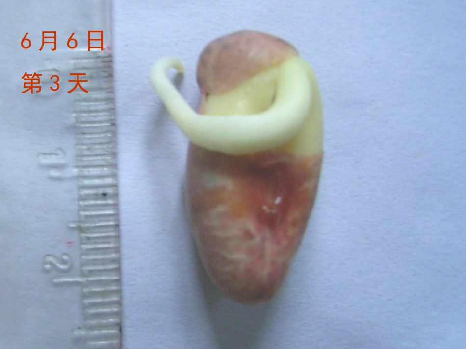 菜豆种子的萌发过程_第3页