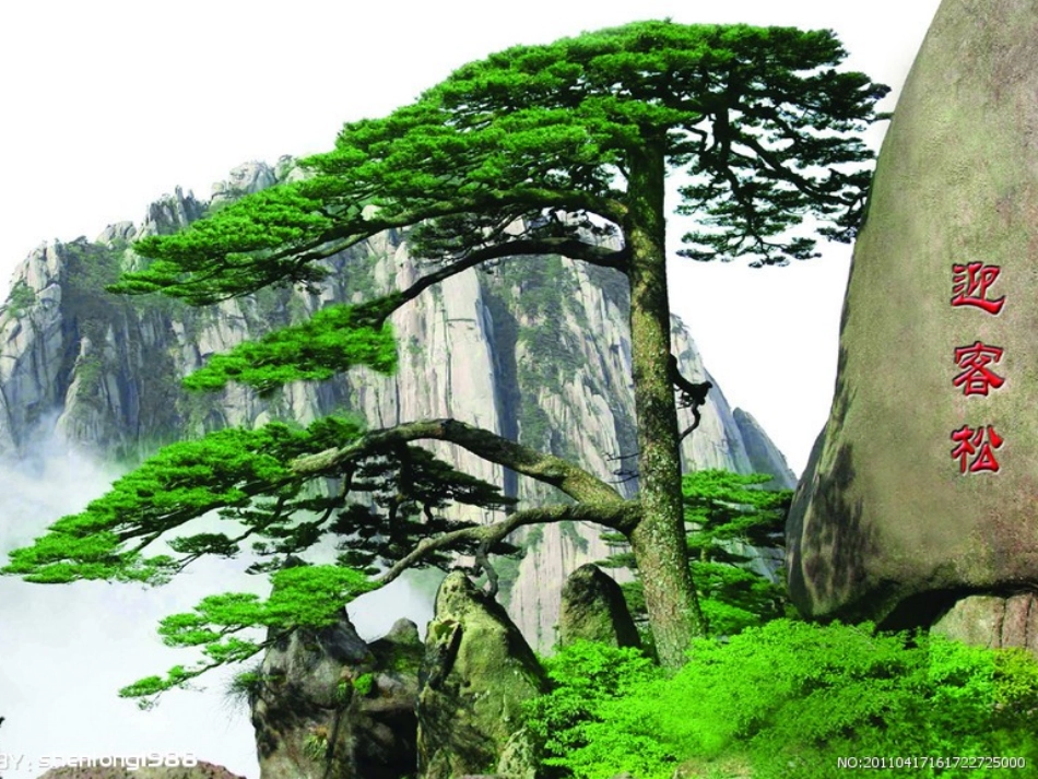 黄山奇松 (3)_第3页