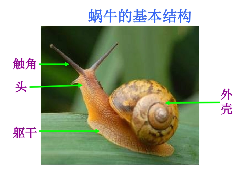 小蜗牛慢慢爬_第2页