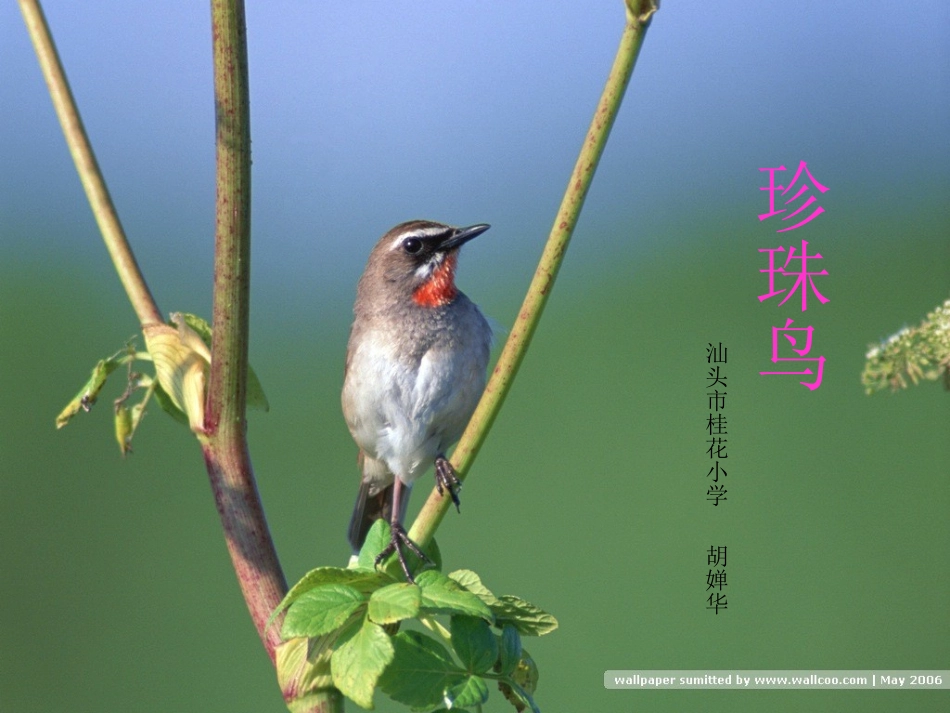 珍珠鸟 (2)_第1页