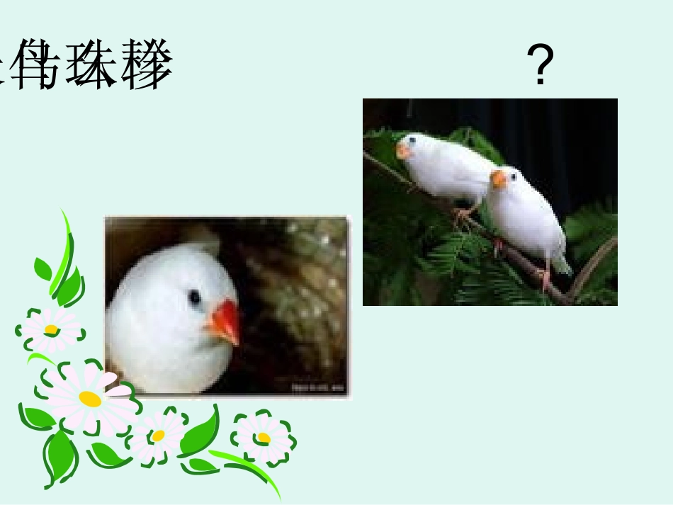 珍珠鸟 (2)_第2页