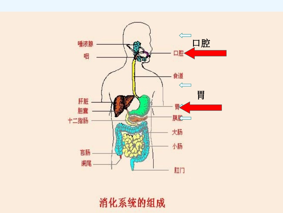 食物在胃肠中的消化_第3页