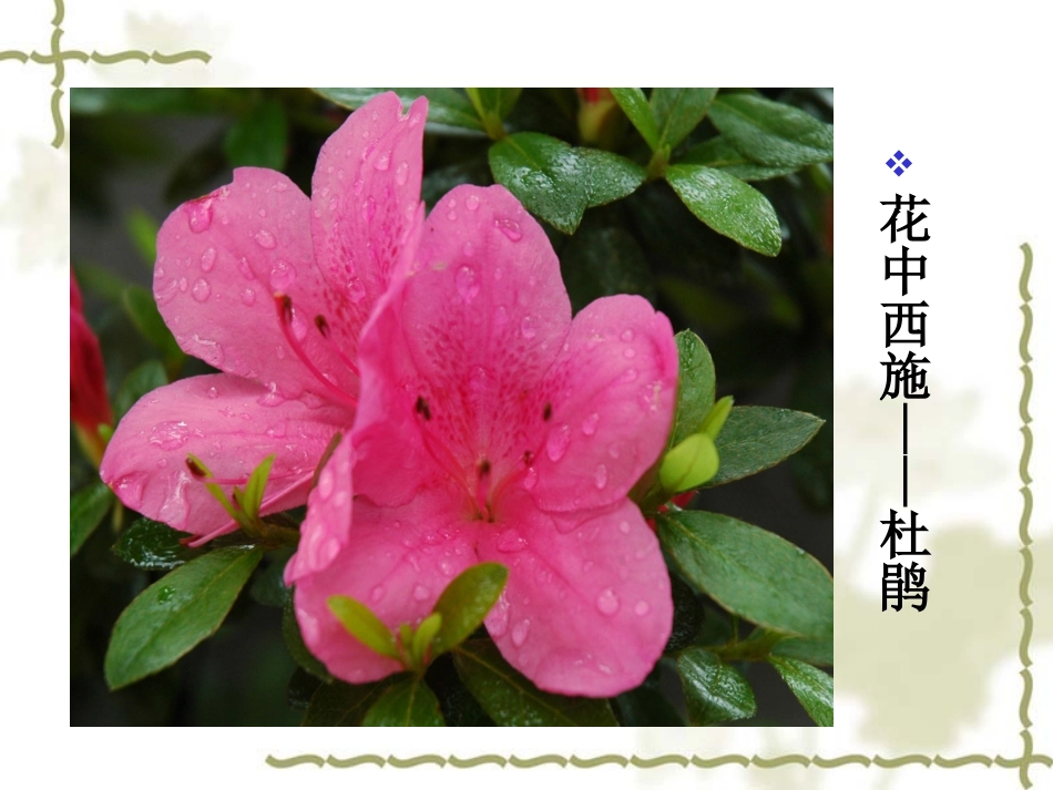 《世界因生命而精彩》课件_第3页