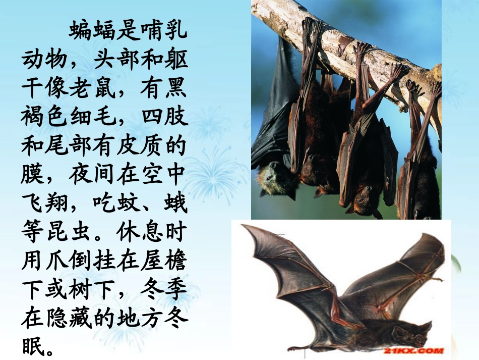 蝙蝠和雷达(免费)2_第3页