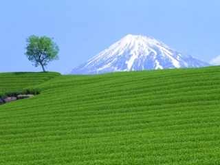 我们邻近的国家和地区日本