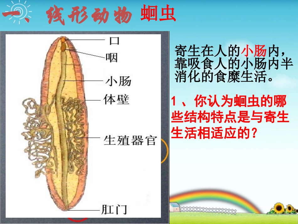 人教版八上第五单元第一章第二节线形动物和环节动物（共11张PPT）_第3页