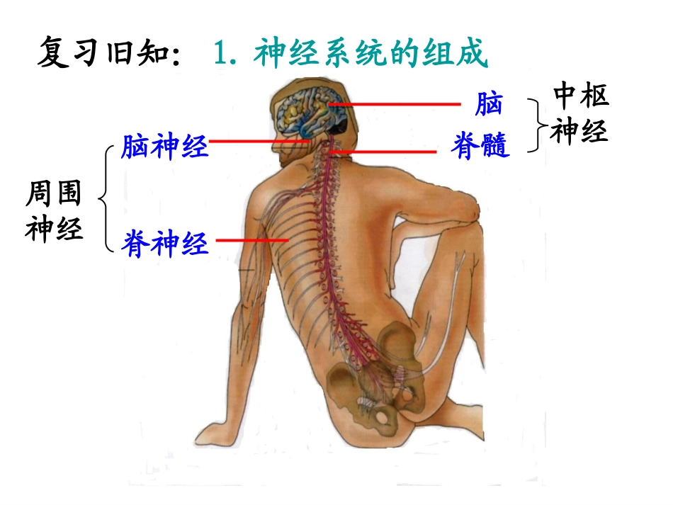 通过神经的调节_第3页