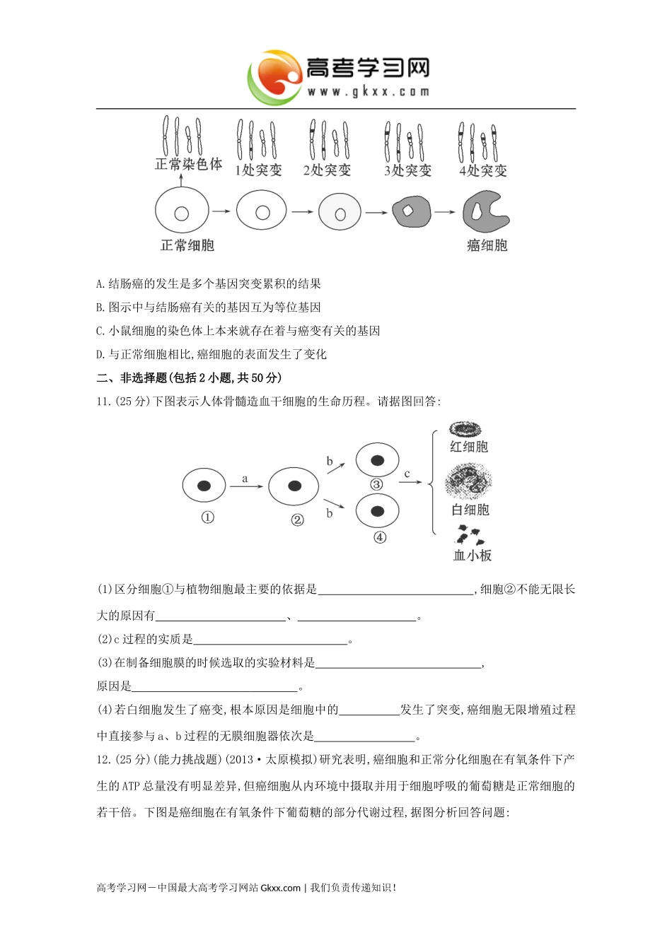 细胞的分化、细胞的衰老和凋亡、细胞的癌变》_第3页