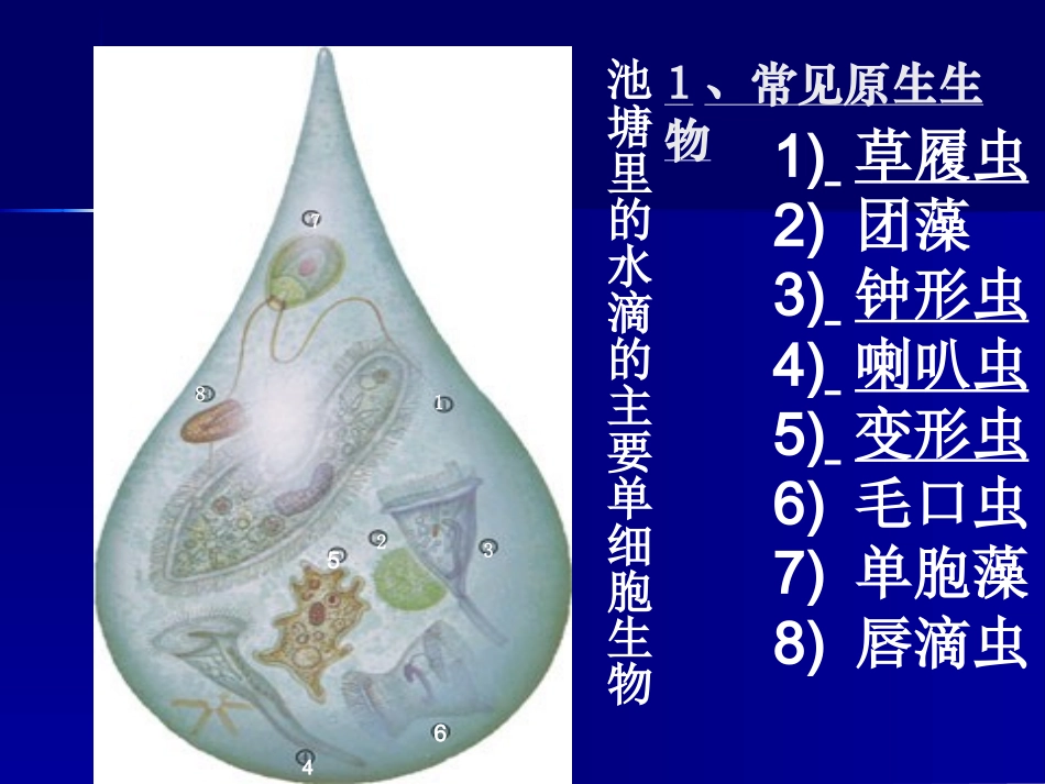 原生生物的主要类群_第3页