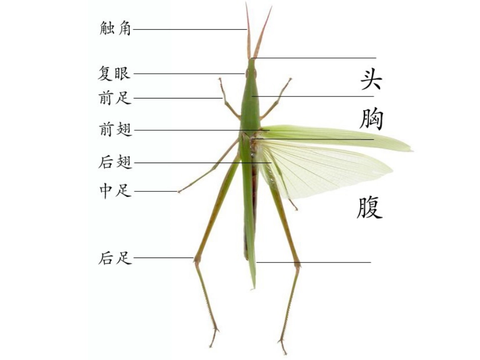 我喜欢的昆虫_第1页