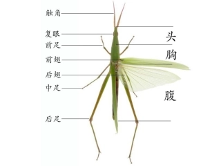 我喜欢的昆虫