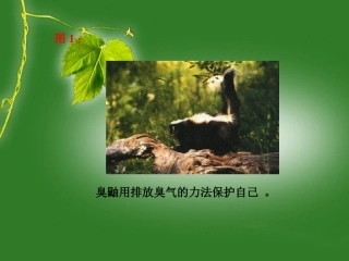 动物的防身术