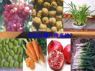 汉通西域和丝绸之路