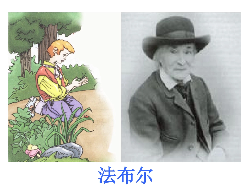 装满昆虫的衣袋课件_第2页