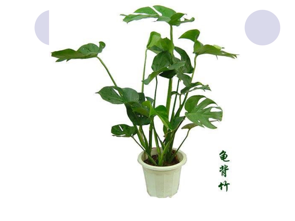 仙人掌和龟背竹_第3页