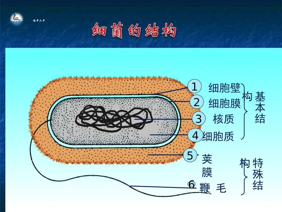 第三节千神奇的微生物_第3页