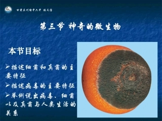 第三节千神奇的微生物