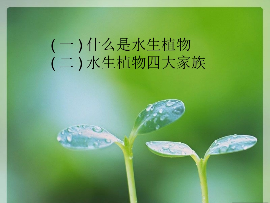 水生植物的课件_第2页