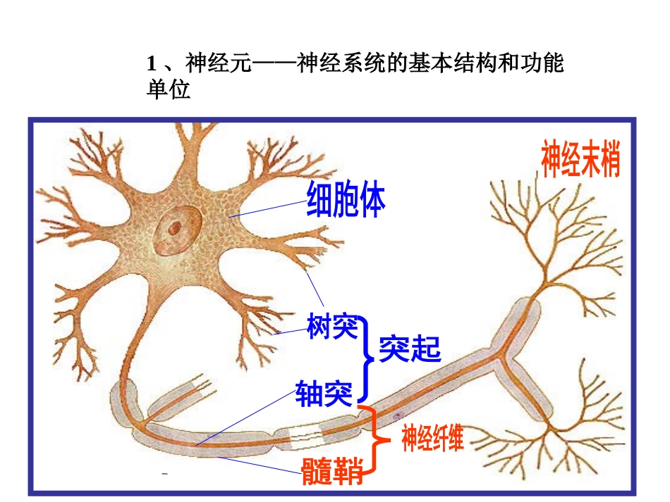 神经调节 (2)_第2页