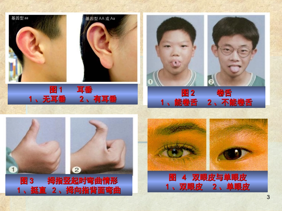 生物的遗传-1_第3页