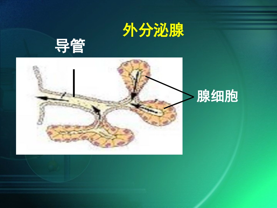 第四节激素调节_第3页
