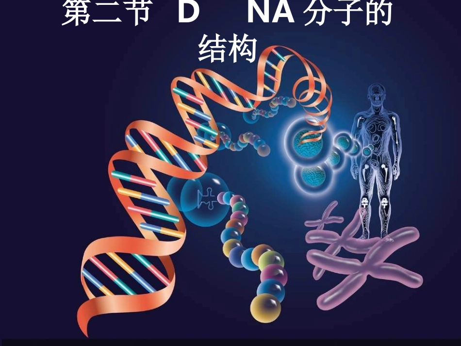 第二节上课DNA分子的结够正式_第3页