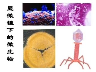 显微镜下的生物