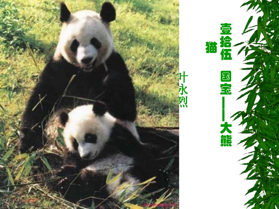 国宝——大熊猫_第1页