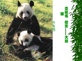 国宝——大熊猫