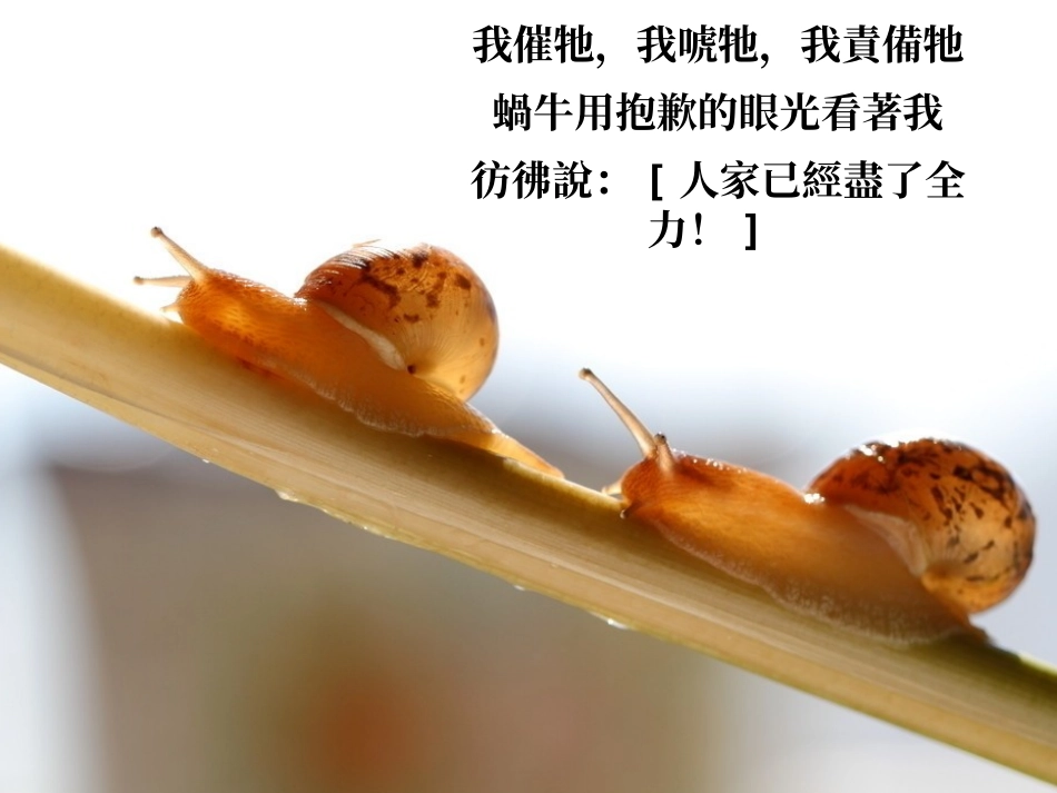 牵一只蜗牛散步_第2页