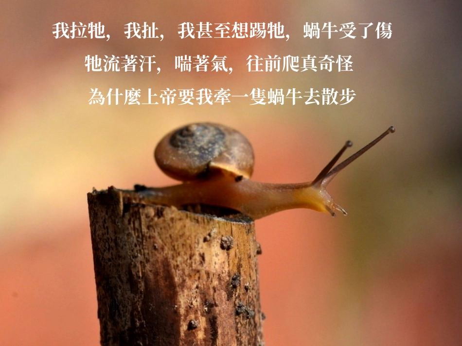 牵一只蜗牛散步_第3页