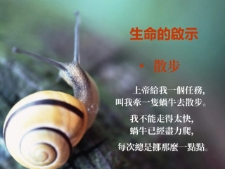 牵一只蜗牛散步