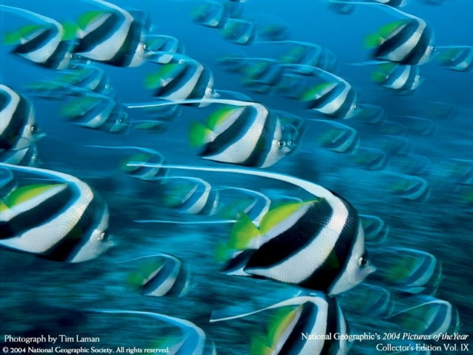 鱼有耳朵吗？_第1页