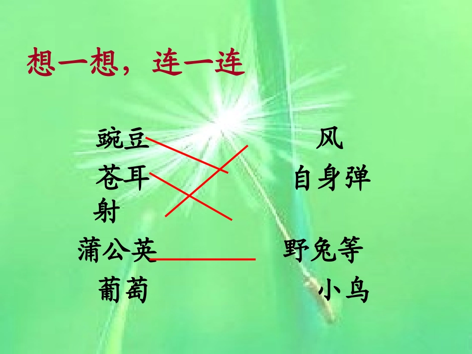 8蒲公英第一课时_第2页