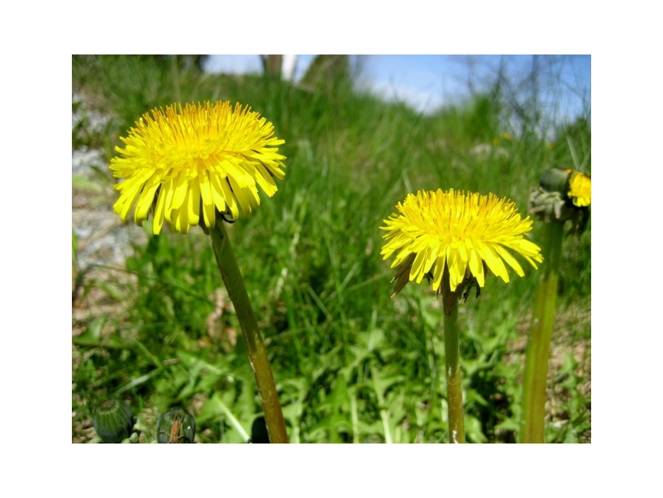 8蒲公英第一课时_第3页