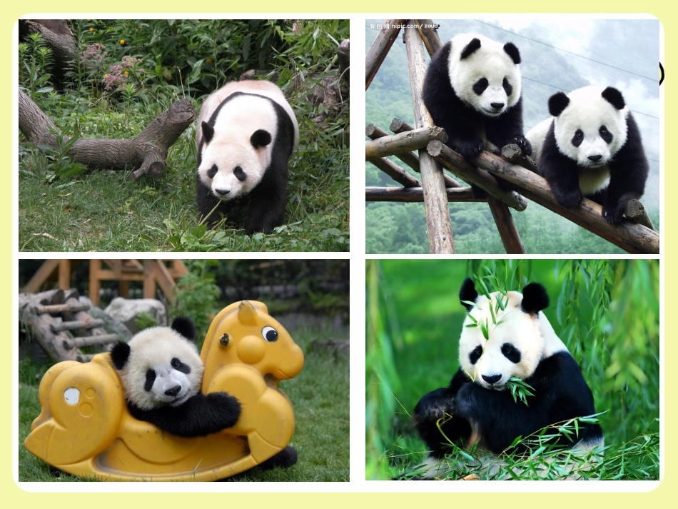 动物园动物欣赏_第3页