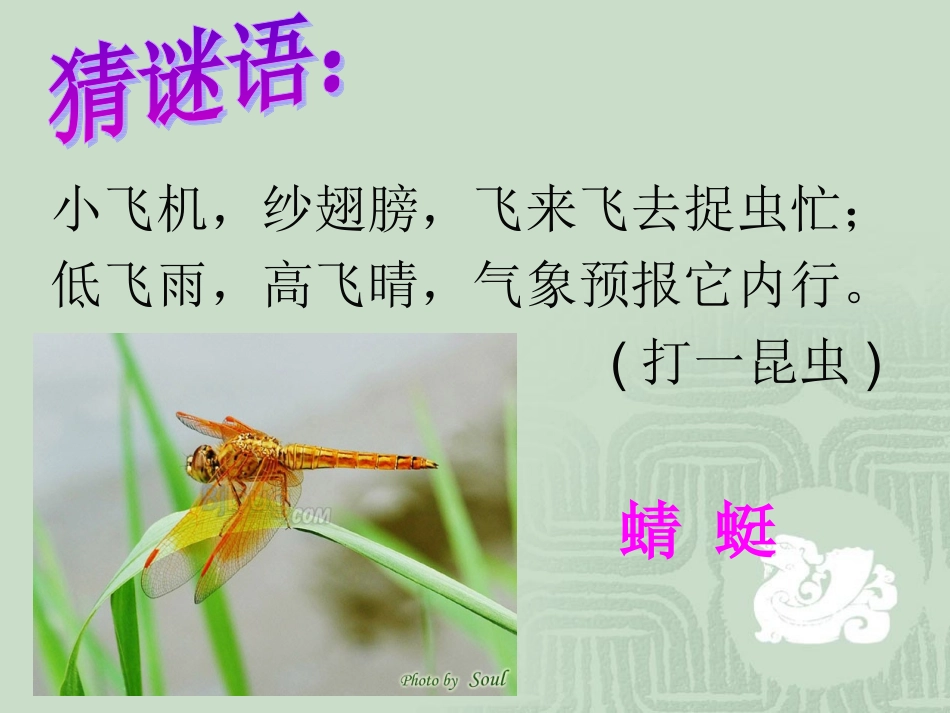 18放飞蜻蜓第1课时_第2页