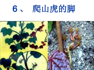 ６《爬山虎的脚》课件