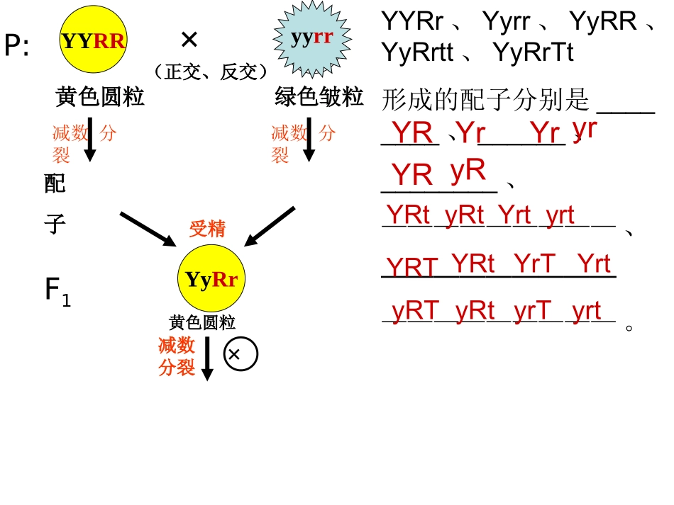 基因的自由组合_第2页
