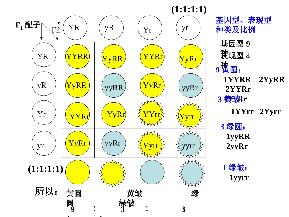 基因的自由组合_第3页
