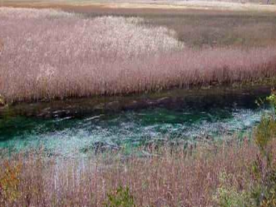芦花荡1教学_第3页