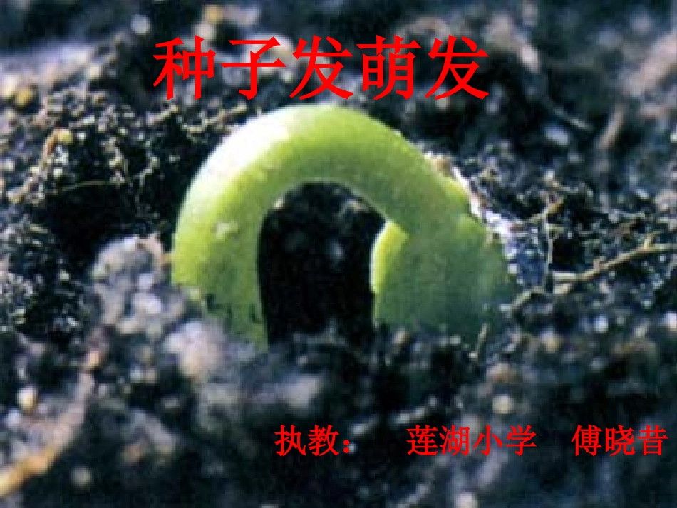 25种子的萌发_第1页
